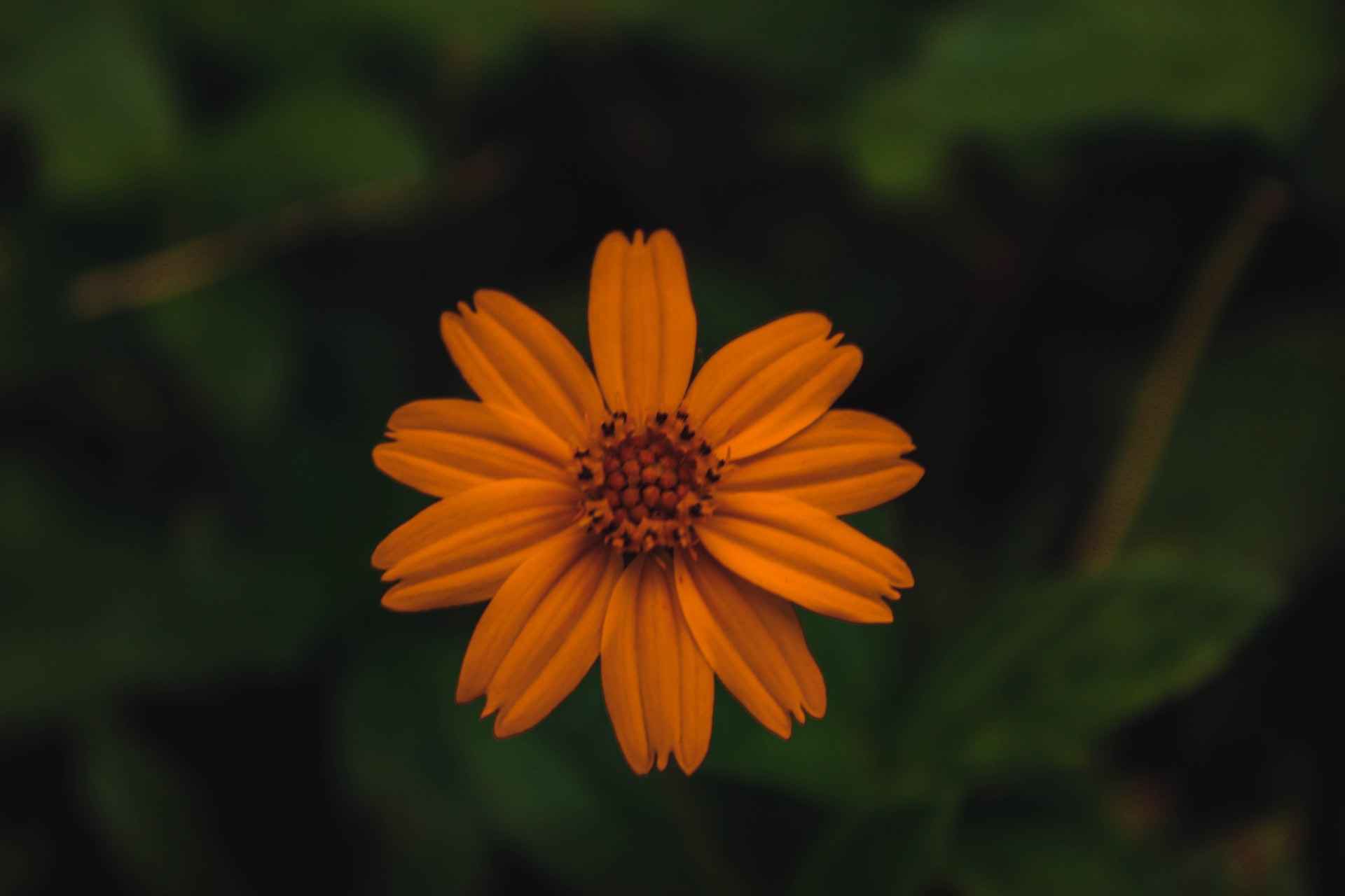 flower image
